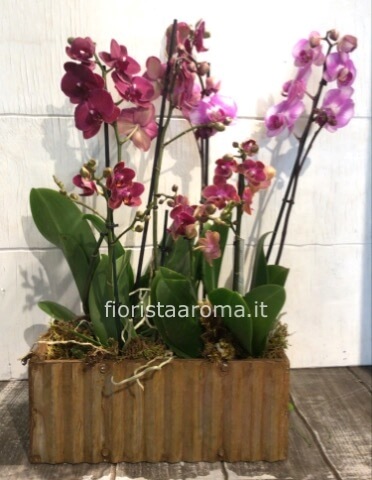 COMPOSIZIONE PHALENOPSIS