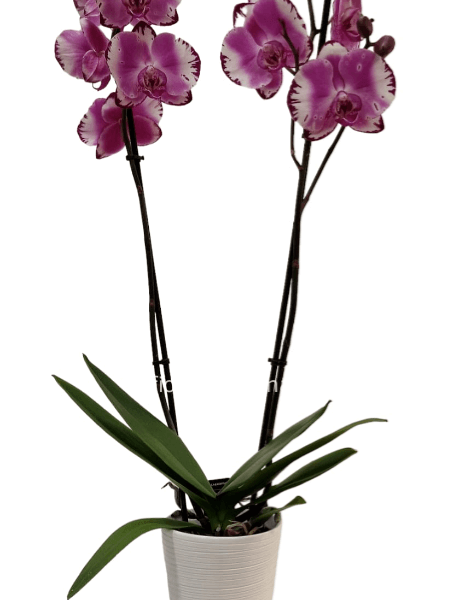 Orchidea con vasetto
