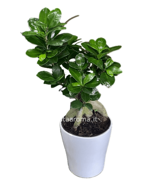 Bonsai di ginseng piccolo