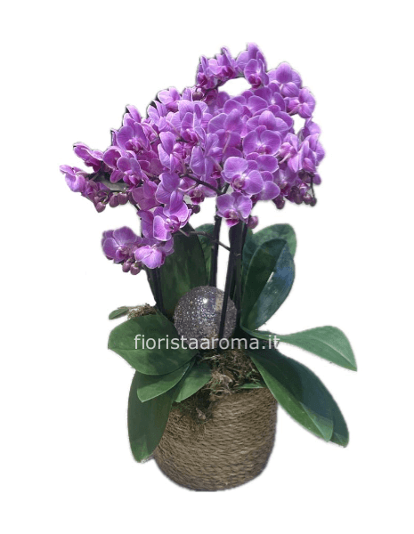 Orchidea