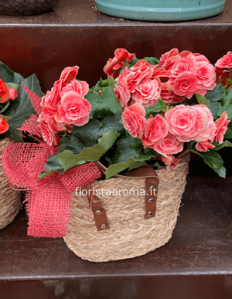 Begonia della mamma