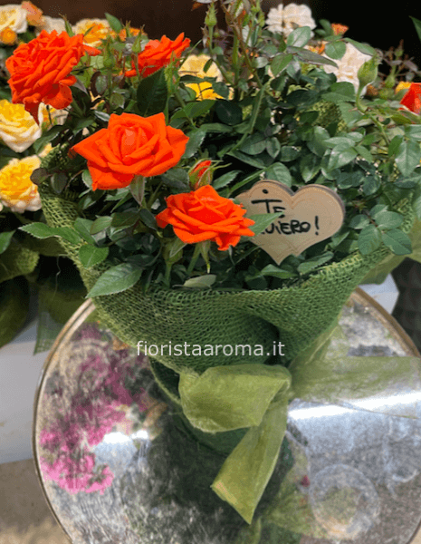 Pianta di roselline