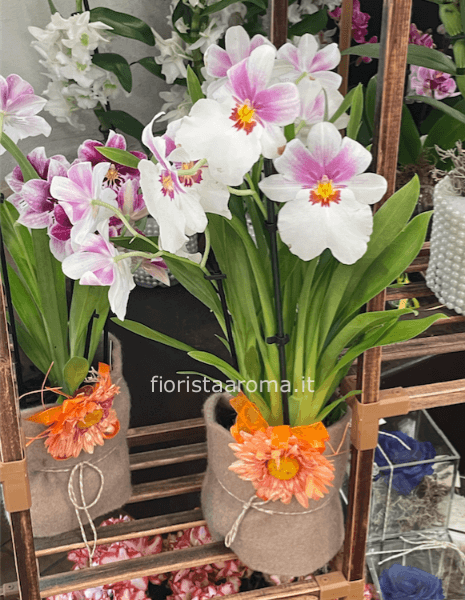Orchidea Miltonia