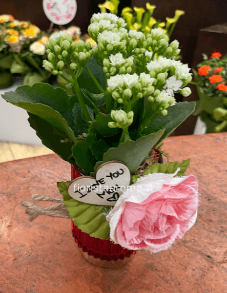 Piccola Kalanchoe