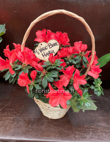 Azalea in cestino
