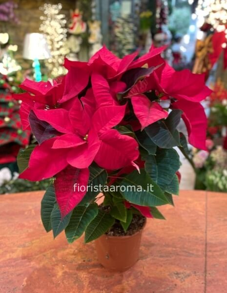 Stella di Natale rossa media