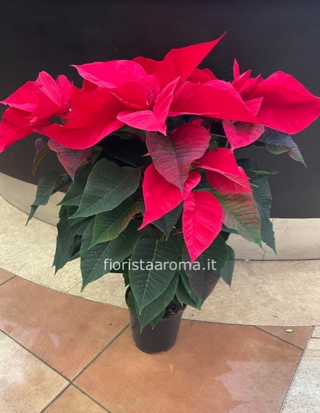 Stella di Natale rossa grande