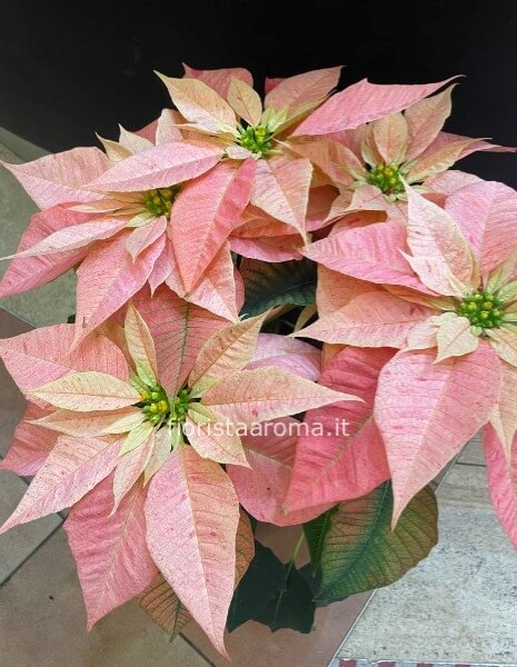 Stella di Natale rosa grande