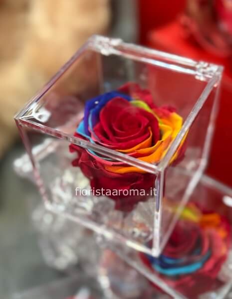 Rosa arcobaleno eterna