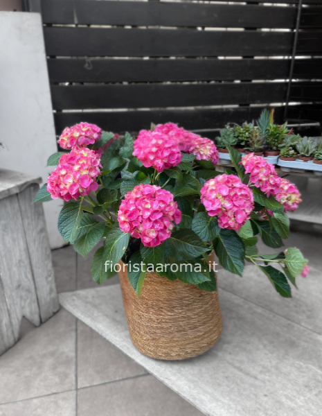 pianta di ortensia grande