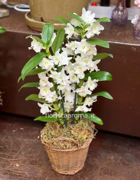 Pianta di orchidea Dendrobium