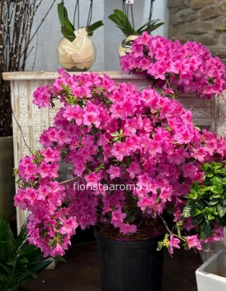 pianta di azalea rustica