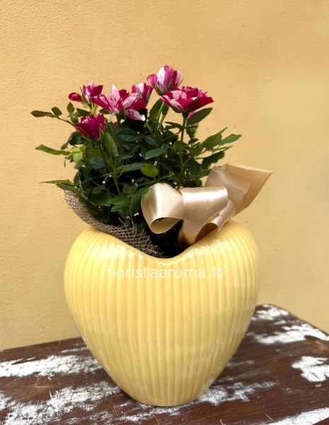 rosa in vaso