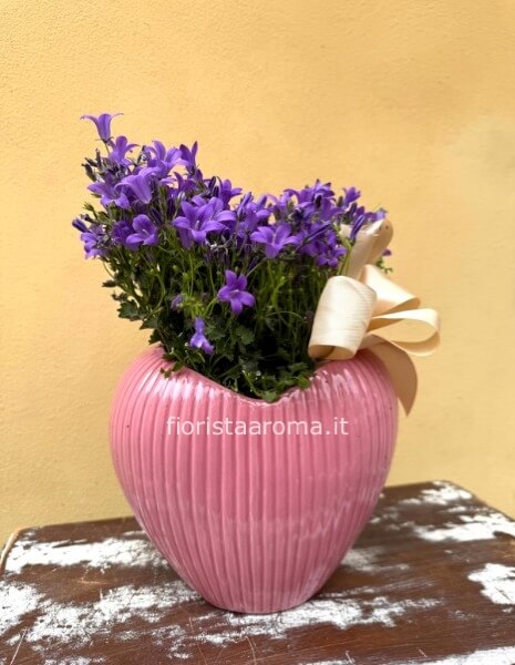 campanula in vaso