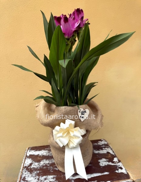 pianta di curcuma