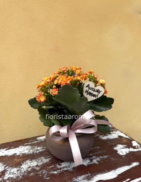 pianta di kalanchoe
